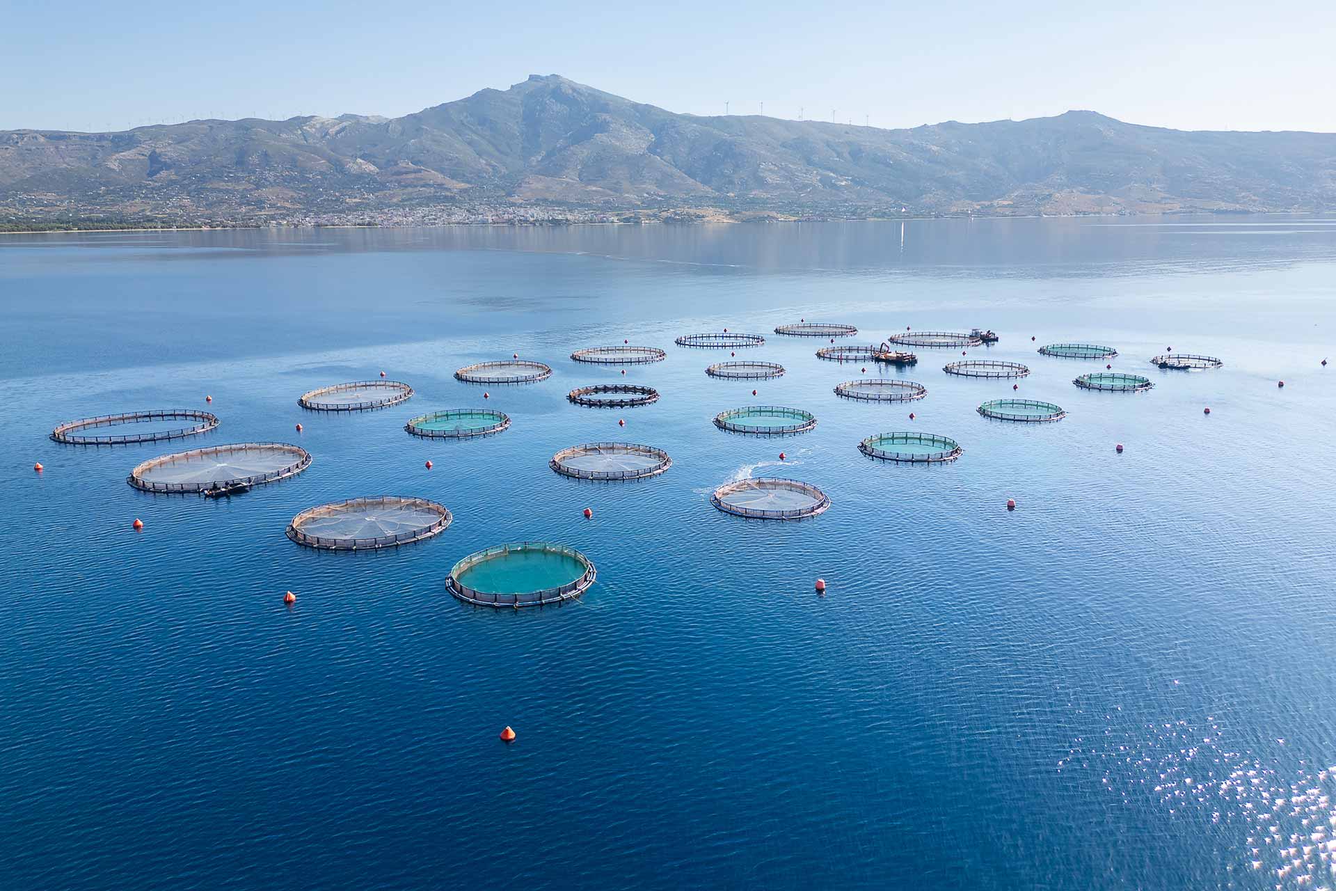 Μονάδα ιχθυοτροφείων της Blue Farm στη Νότια Εύβοια. 