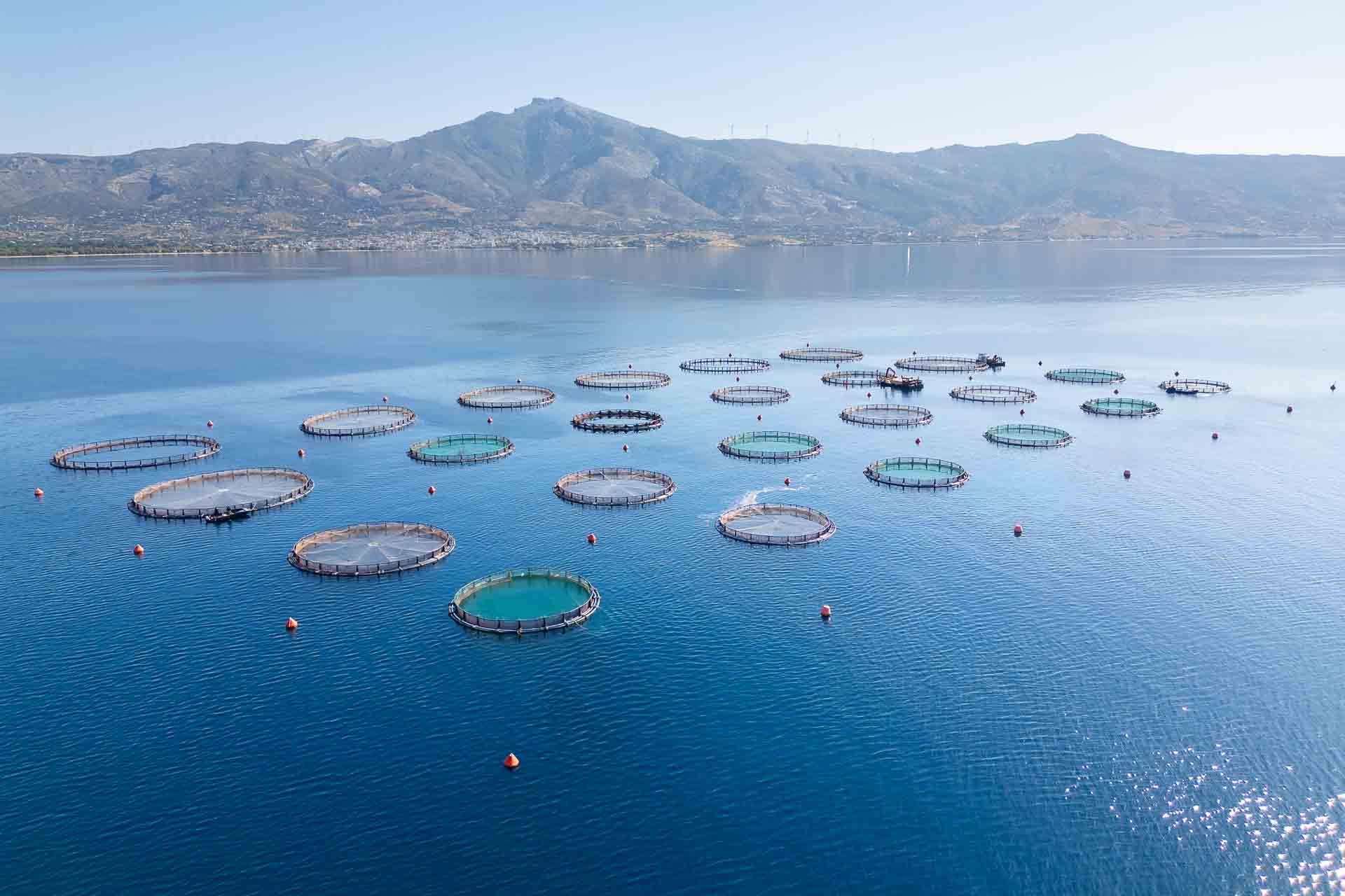 Μονάδα ιχθυοτροφείων της Blue Farm στη Νότια Εύβοια. 