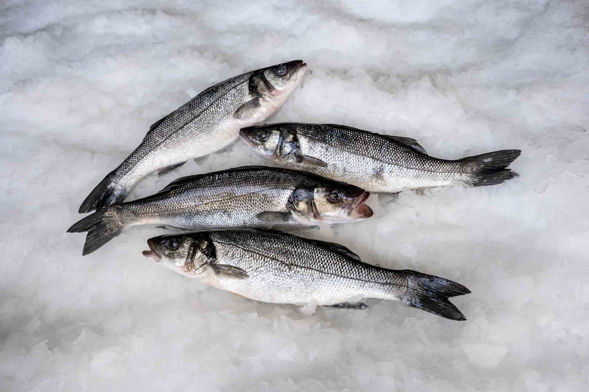 European Sea Bass (Dicentrarchus labrax) by Blue Farm fisheries in Greece.