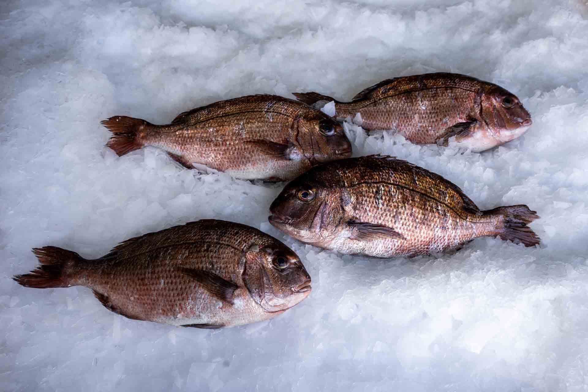 Red Sea bream (Pagrus major) by Blue Farm fisheries in Greece.