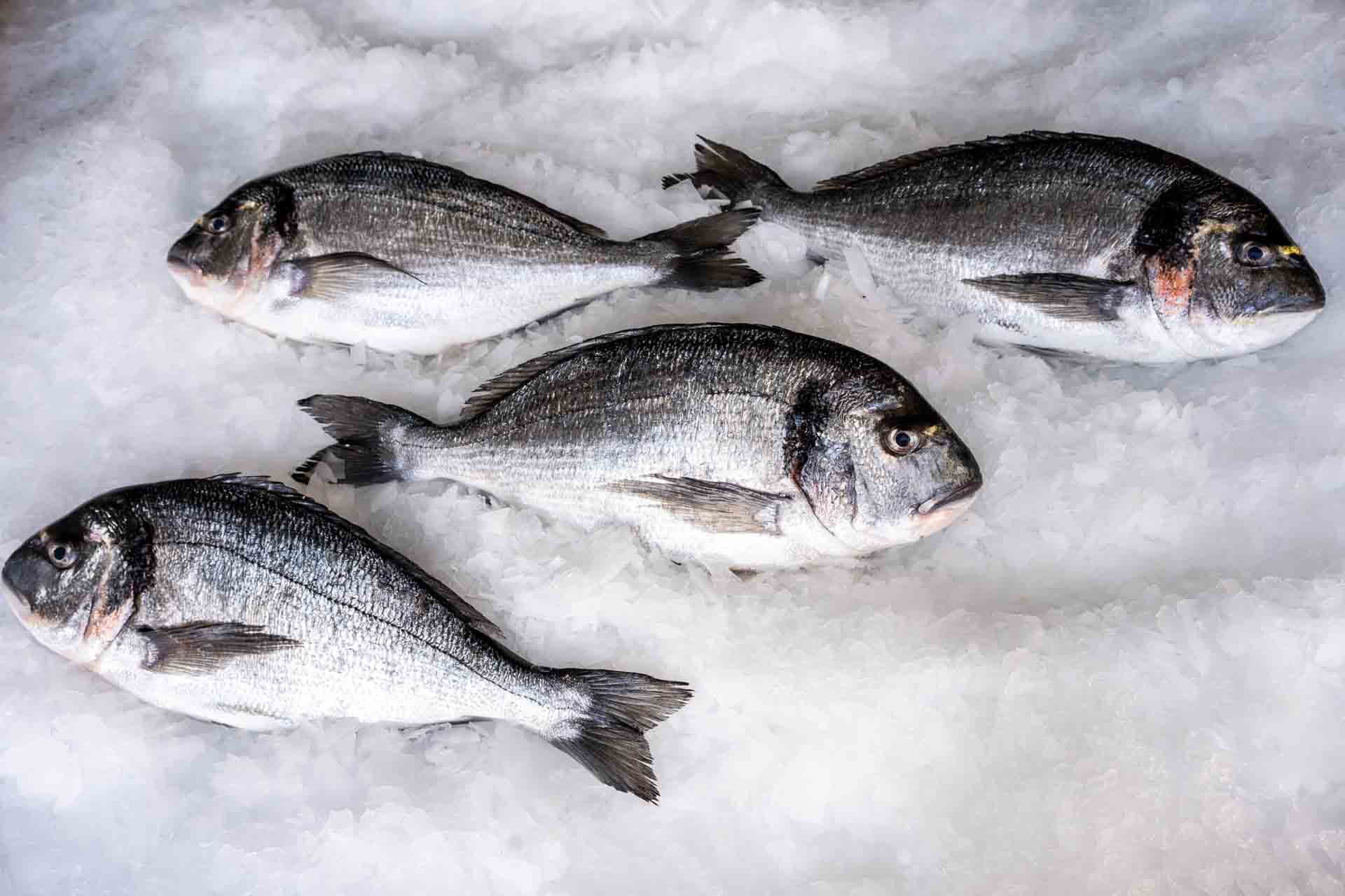 Gilt-head Sea Bream (Sparus aurata) by Blue Farm fisheries in Greece.