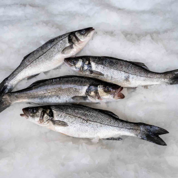 European Sea Bass (Dicentrarchus labrax) by Blue Farm fisheries in Greece.