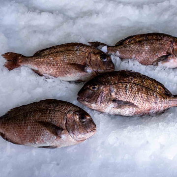 Red Sea bream (Pagrus major) by Blue Farm fisheries in Greece.