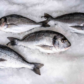 Gilt-head Sea Bream (Sparus aurata) by Blue Farm fisheries in Greece.