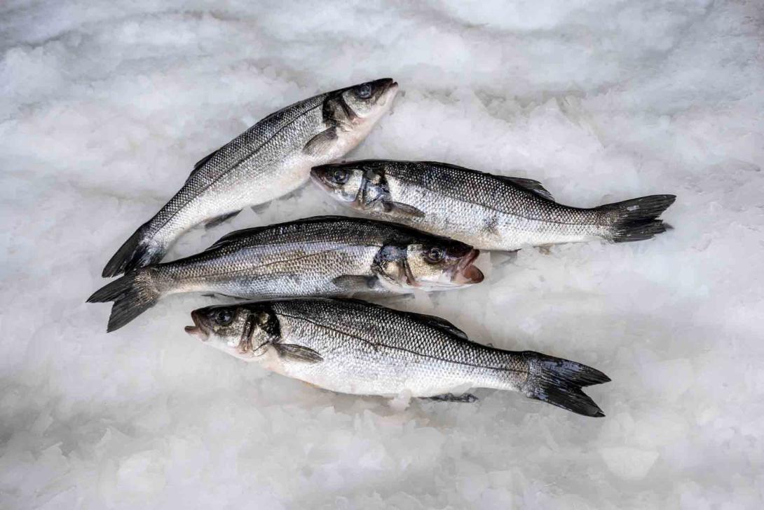 European Sea Bass (Dicentrarchus labrax) by Blue Farm fisheries in Greece.